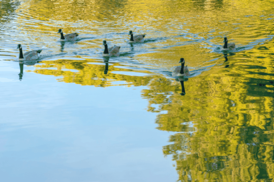 Team planning next steps for Subscription Billing & Recurring Payments Automation Platform